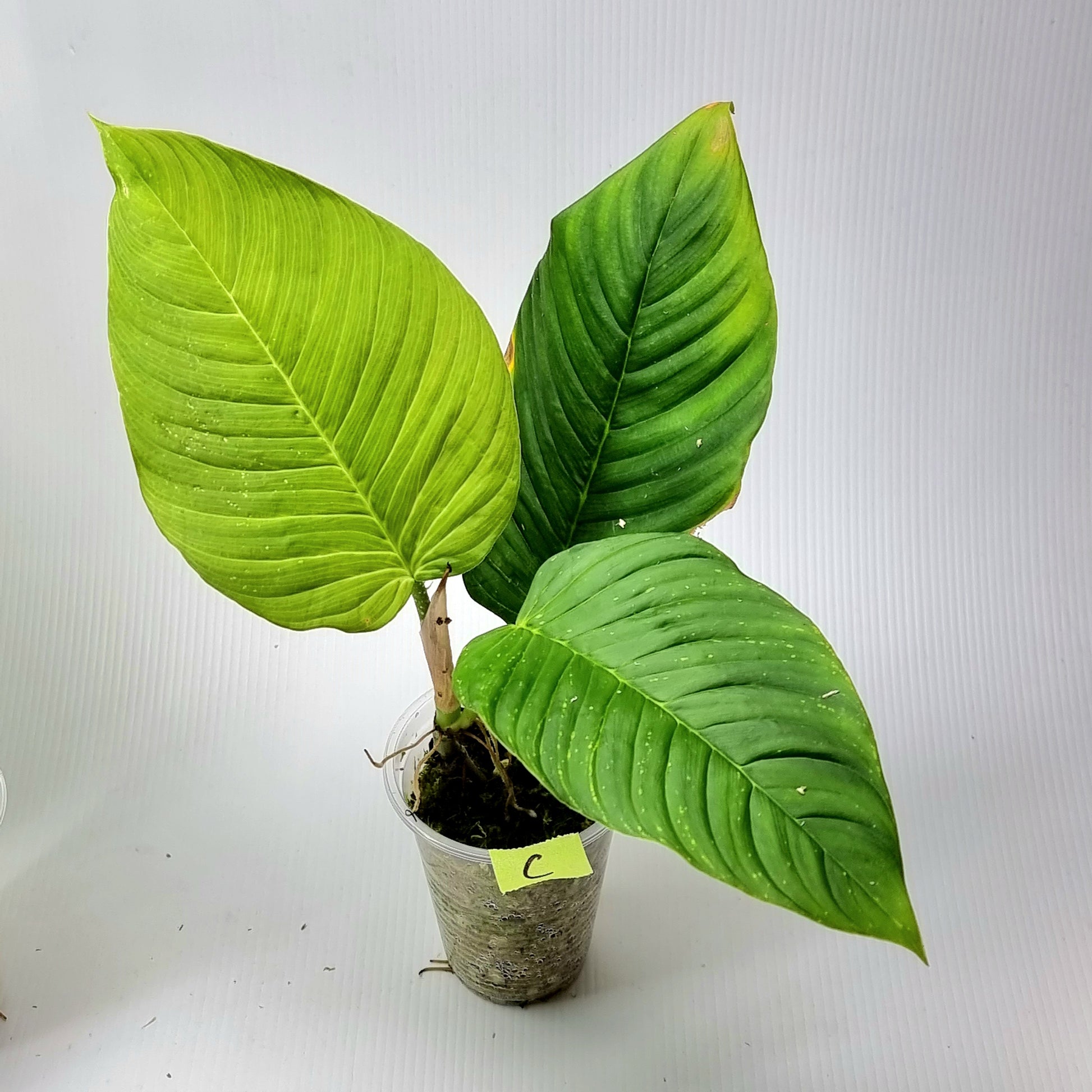 rare Philodendron squamipetiolatum for sale in Perth Australia