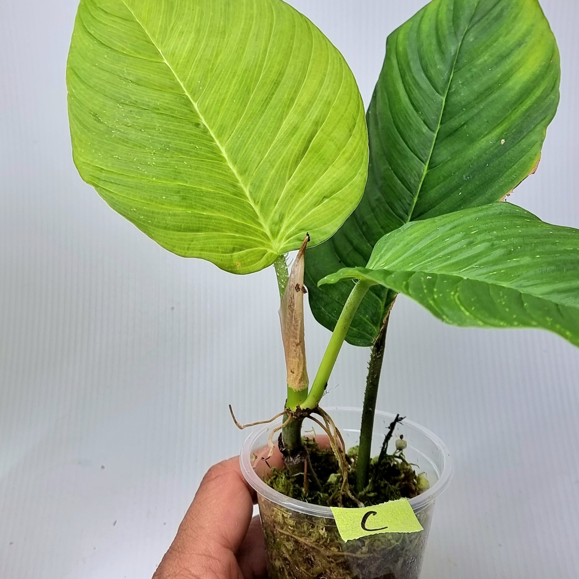 rare Philodendron squamipetiolatum for sale in Perth Australia