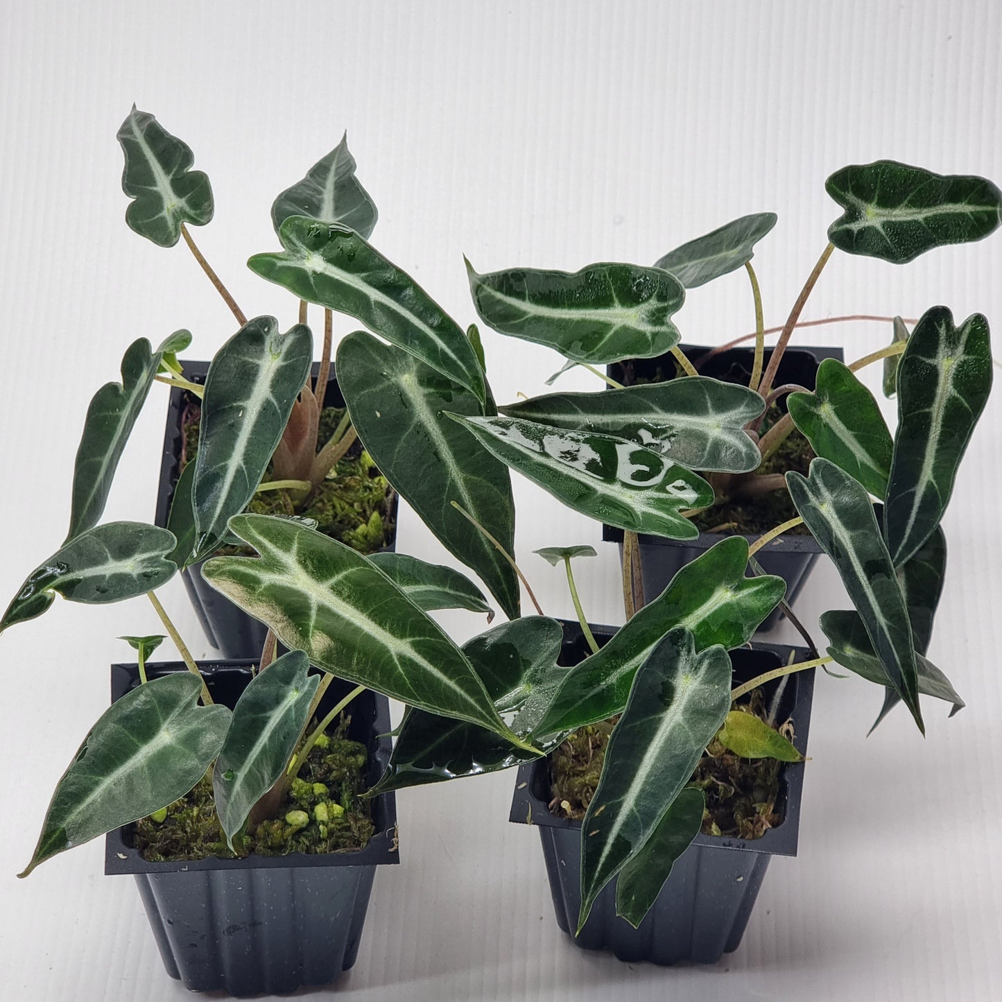 rare Alocasia Bambino Variegated for sale in Perth Australia