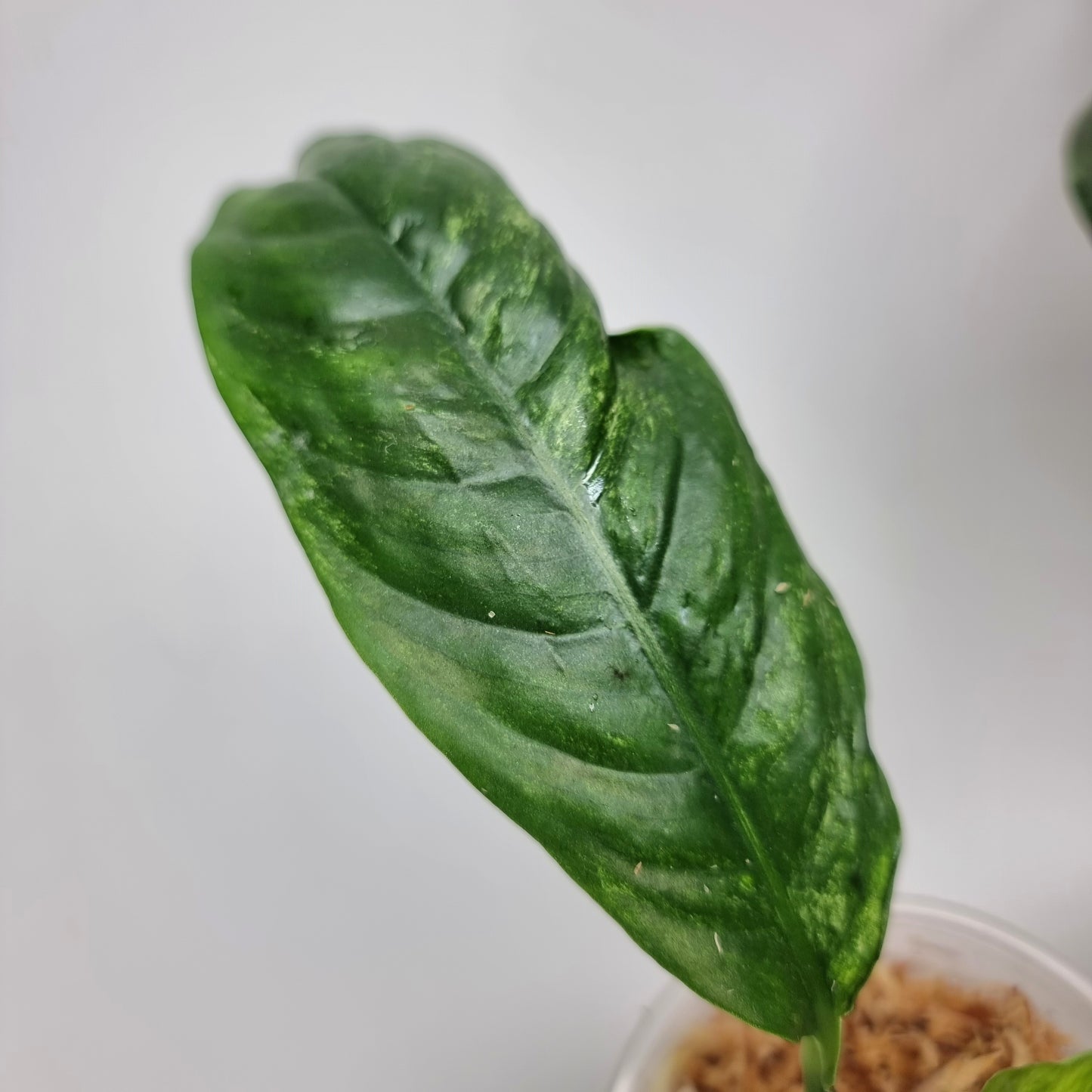 rare Rhaphidophora puberula Variegated for sale in Perth Australia