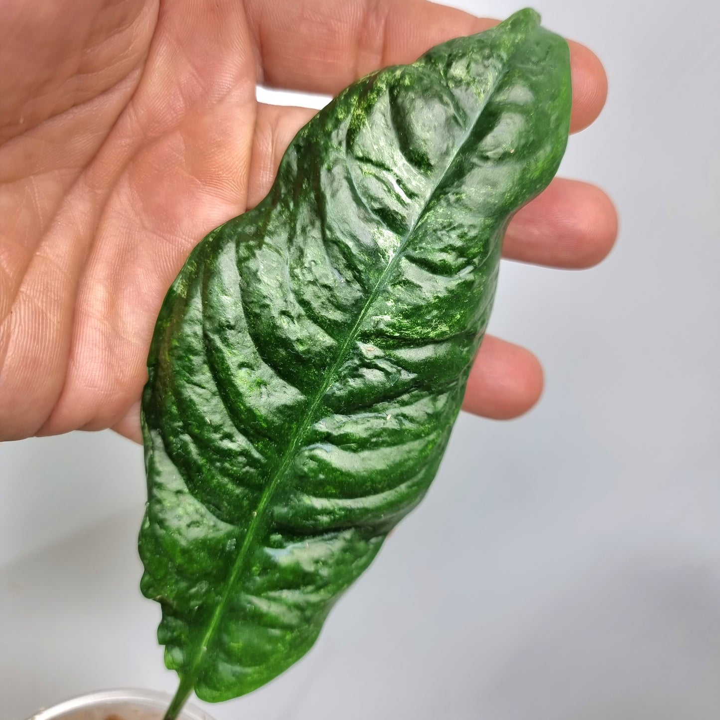 rare Rhaphidophora puberula Variegated for sale in Perth Australia