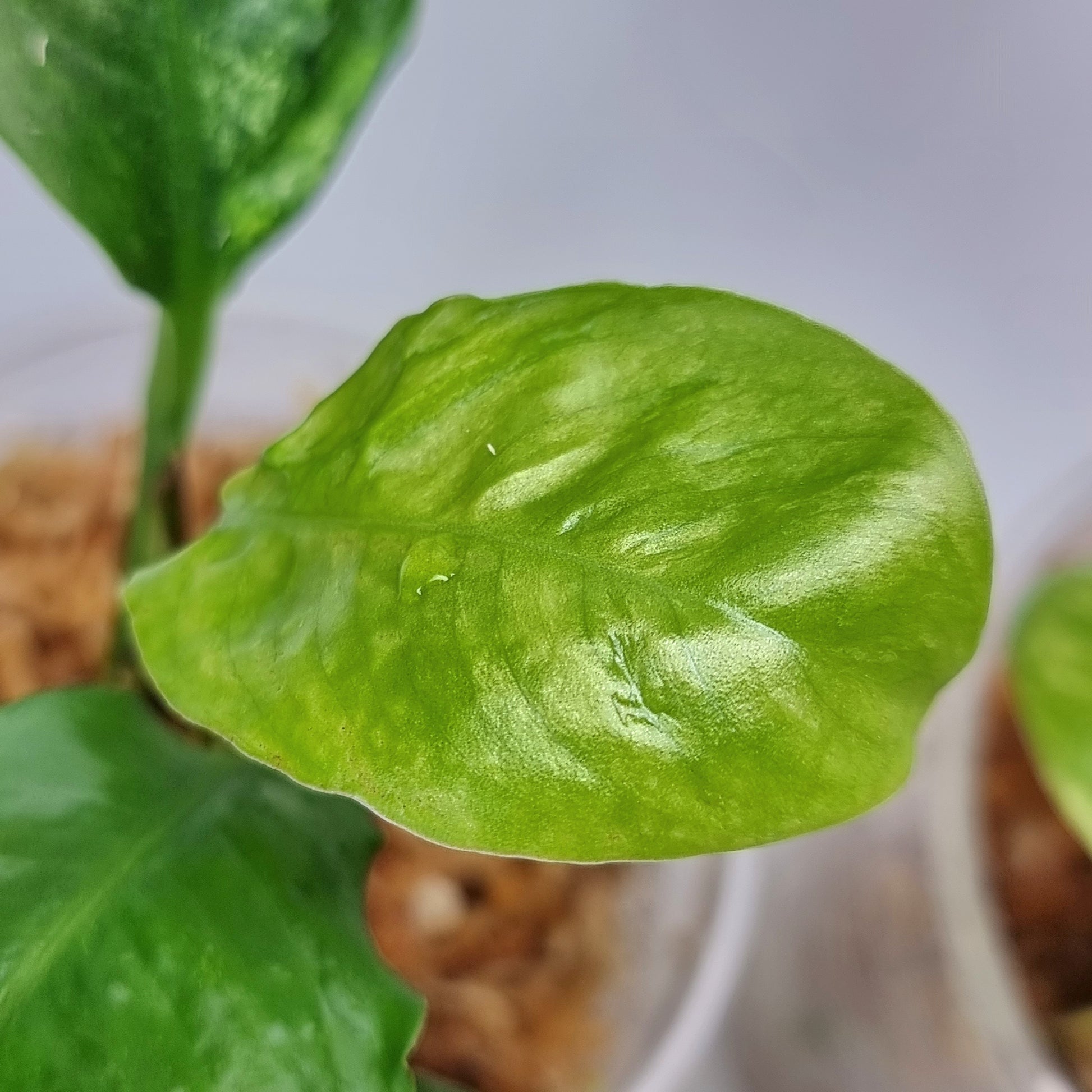 rare Rhaphidophora puberula Variegated for sale in Perth Australia