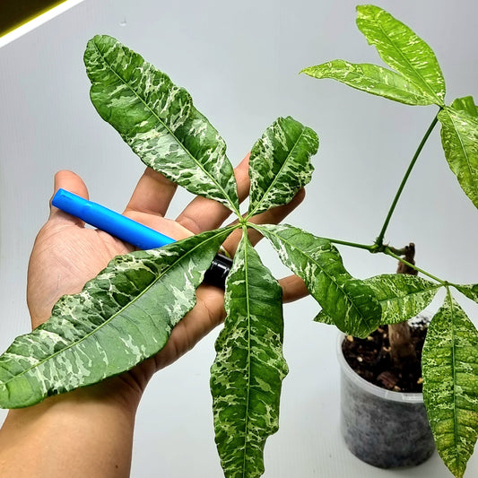 rare Variegated Pachira aquatica for sale in Perth Australia