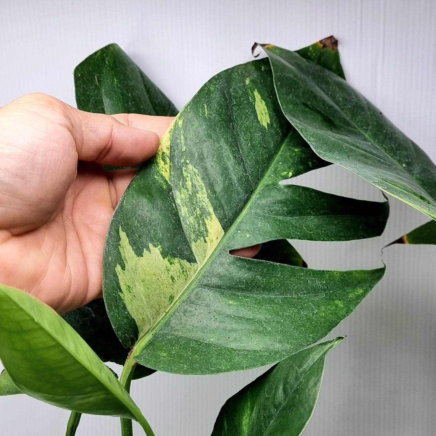 Variegated Epipremnum pinnatum Aurea for sale in Perth Australia