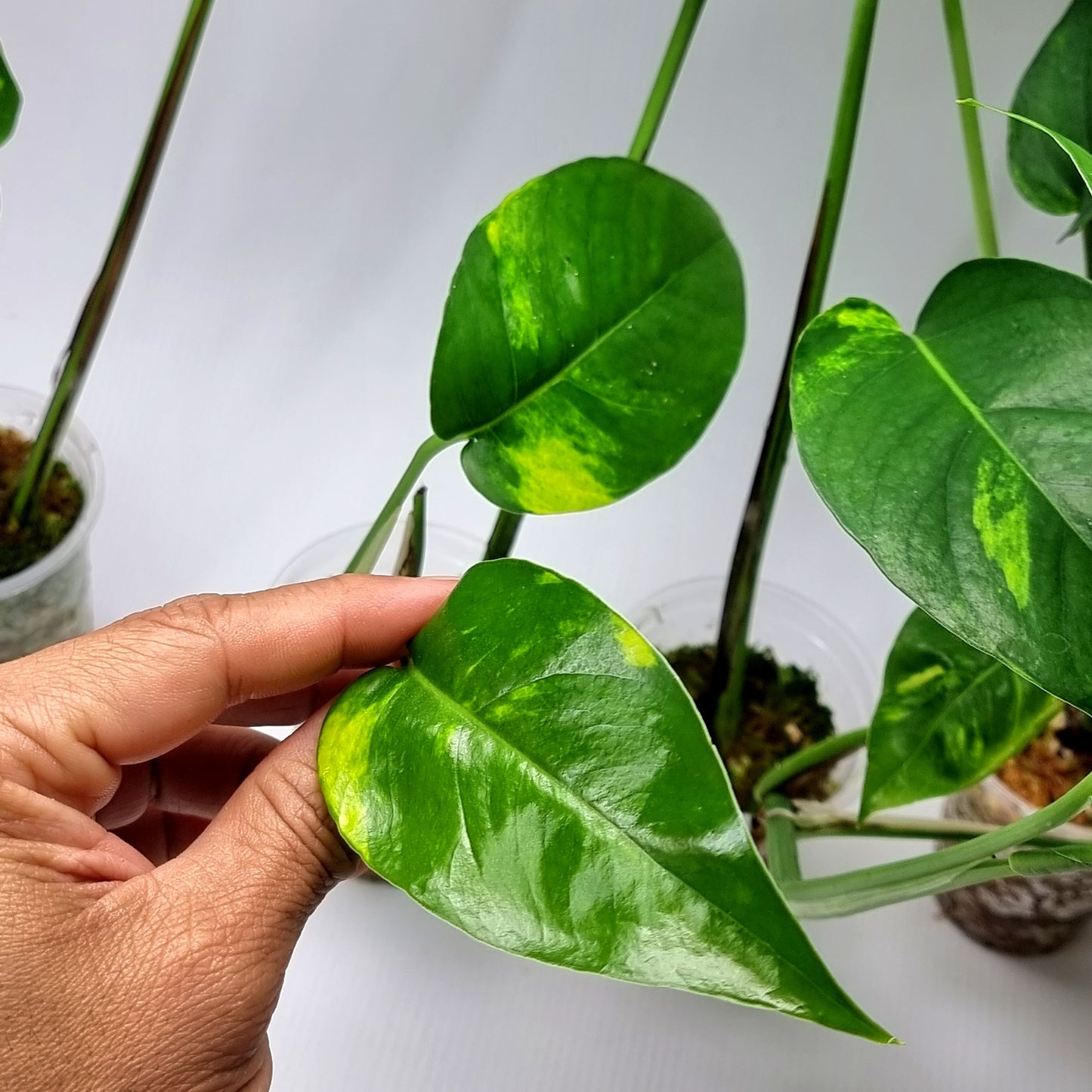 Variegated Epipremnum pinnatum Aurea for sale in Perth Australia