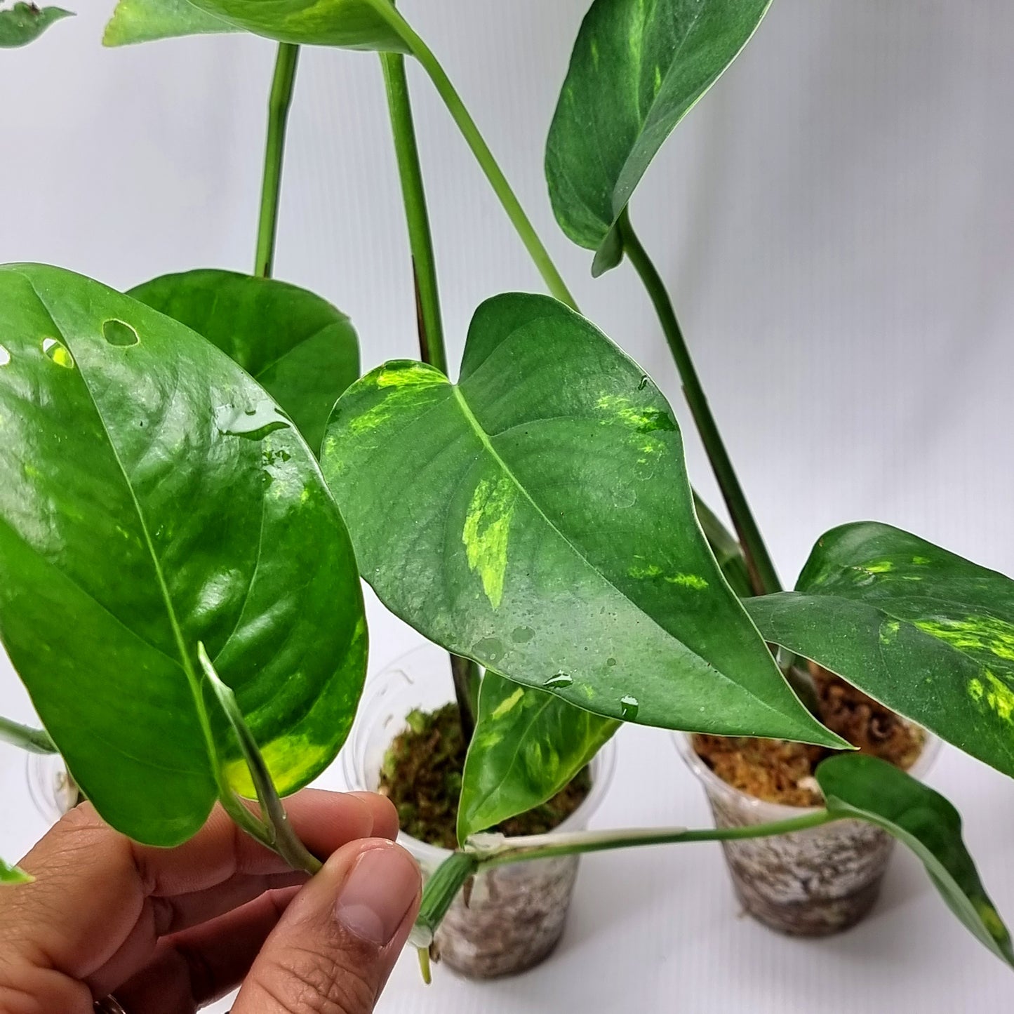 Variegated Epipremnum pinnatum Aurea for sale in Perth Australia