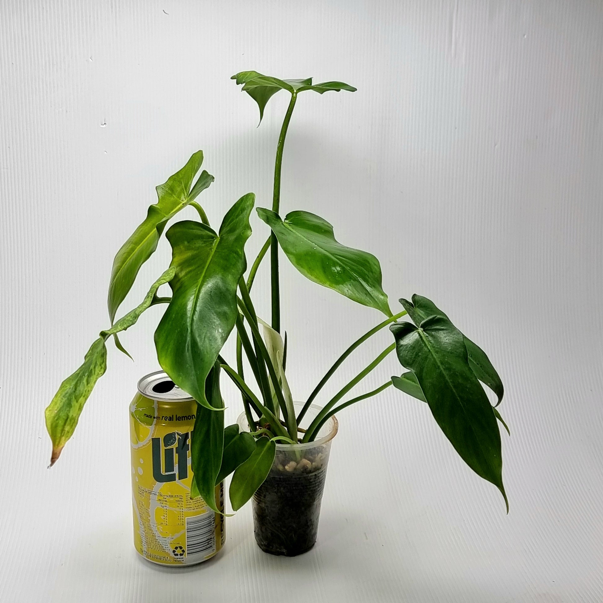 Philodendron Golden dragon for sale in Perth Australia