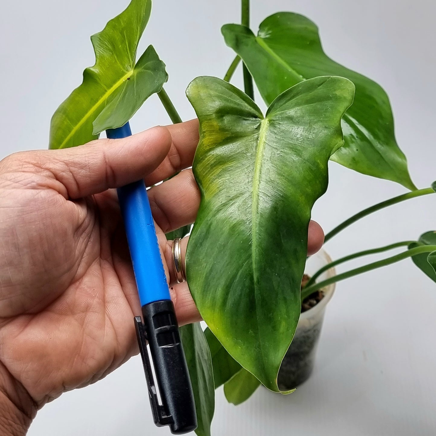 Philodendron Golden dragon for sale in Perth Australia