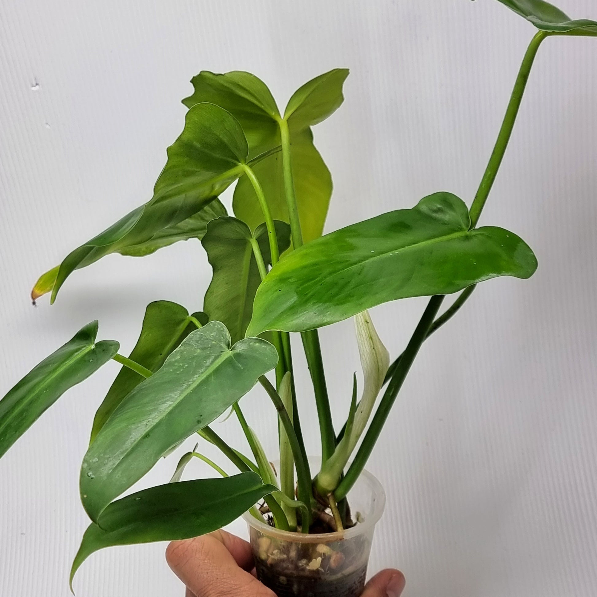 Philodendron Golden dragon for sale in Perth Australia