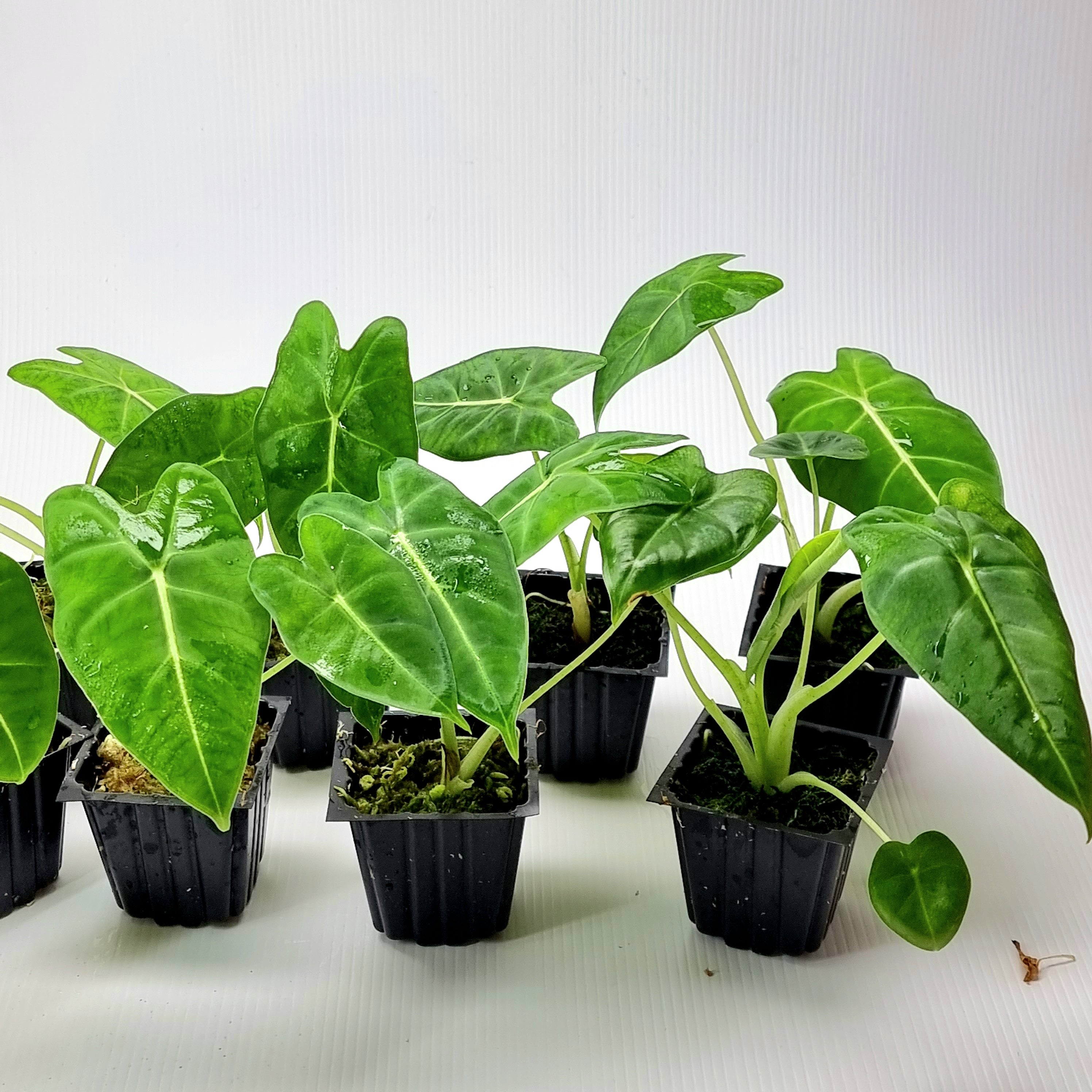 Alocasia Green Velvet – Flora Magnifica Australia Alocasia Green Velvet – Flora Magnifica Australia