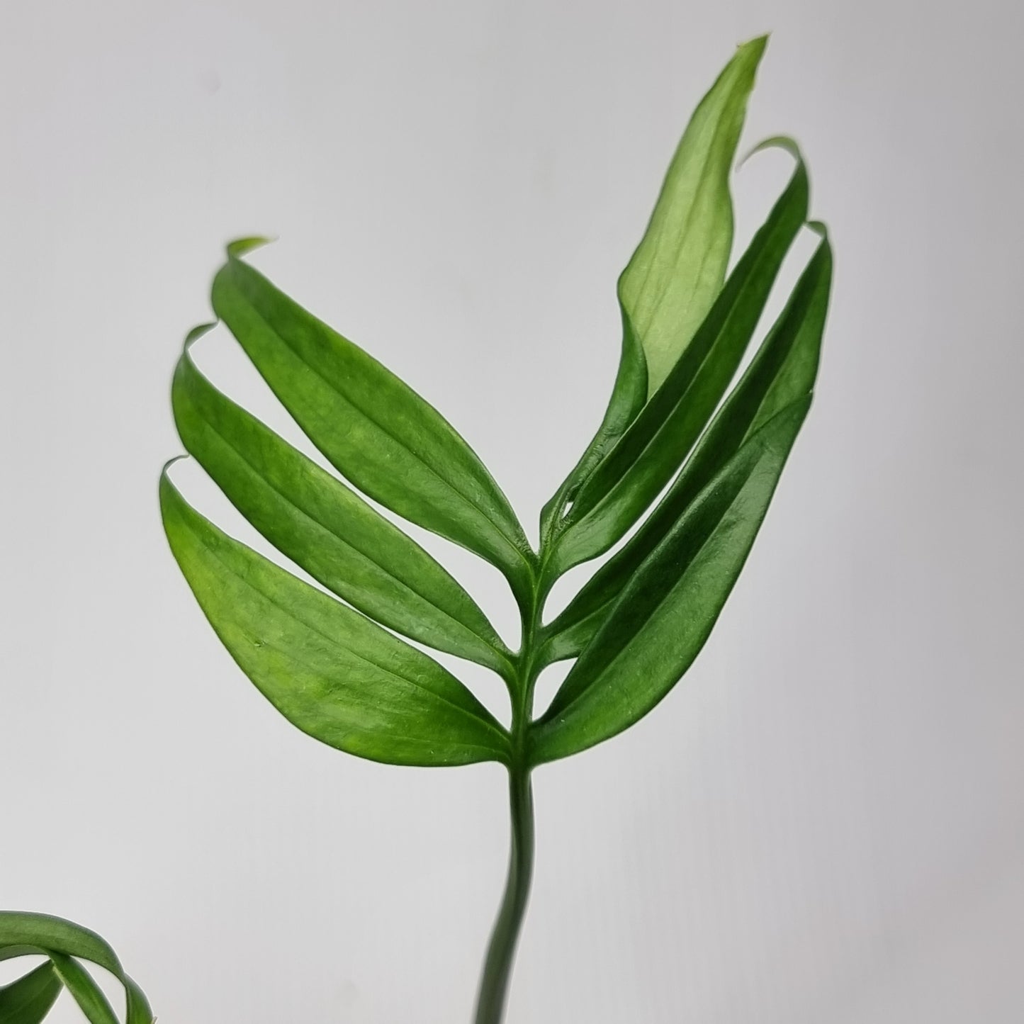 Monstera subpinnata