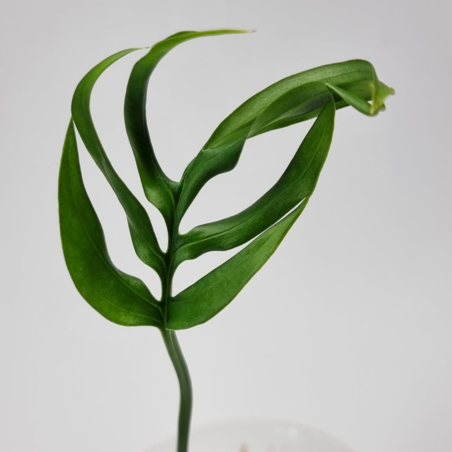 Monstera subpinnata