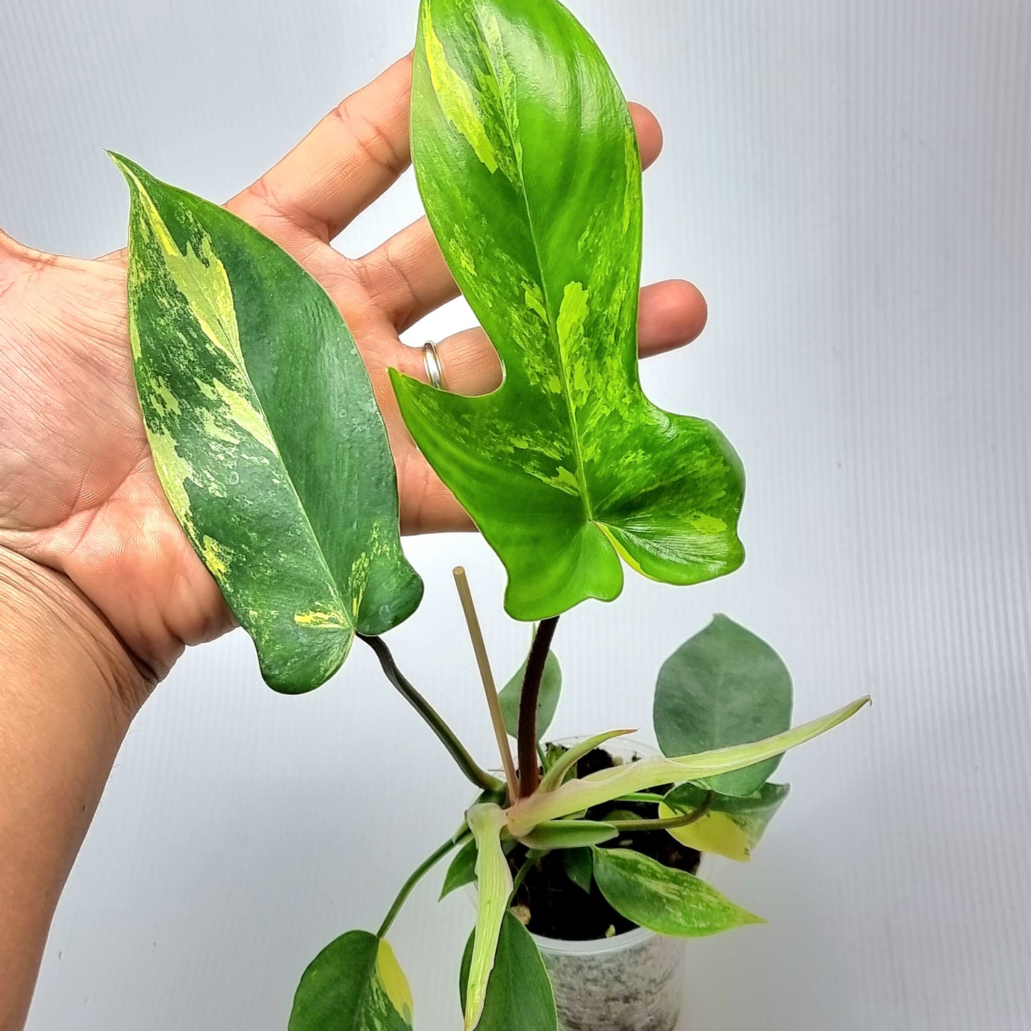 Philodendron Florida Beauty for sale in Perth Australia