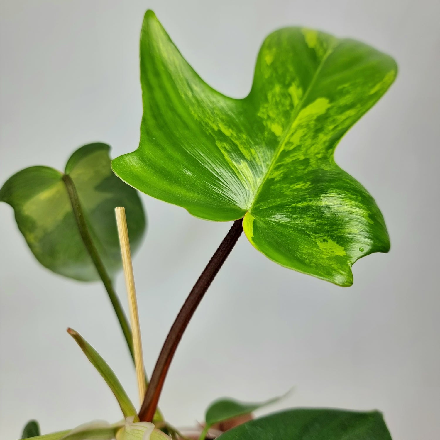 Philodendron Florida Beauty for sale in Perth Australia