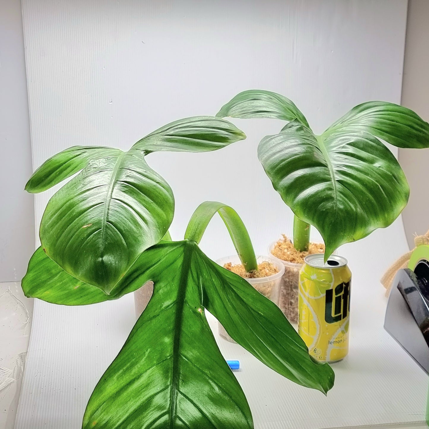 rare Philodendron applanatum for sale in Perth Australia