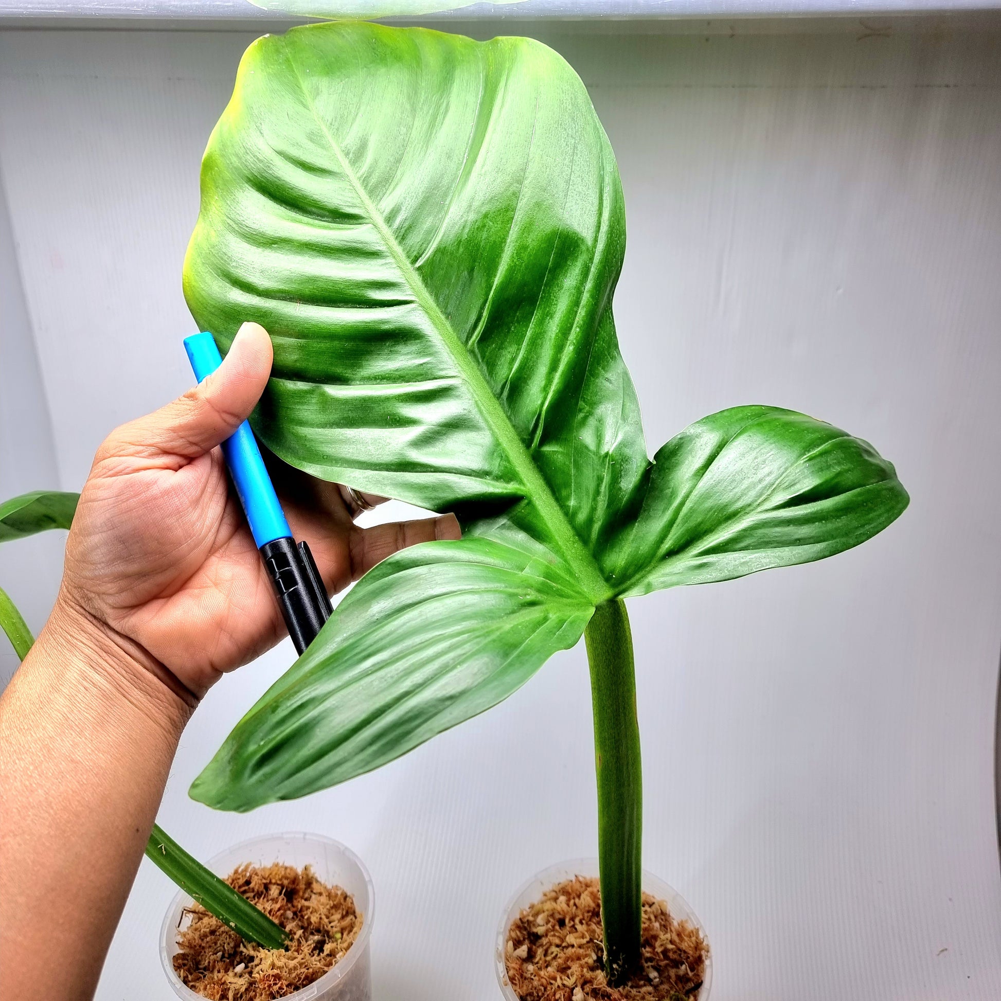 rare Philodendron applanatum for sale in Perth Australia