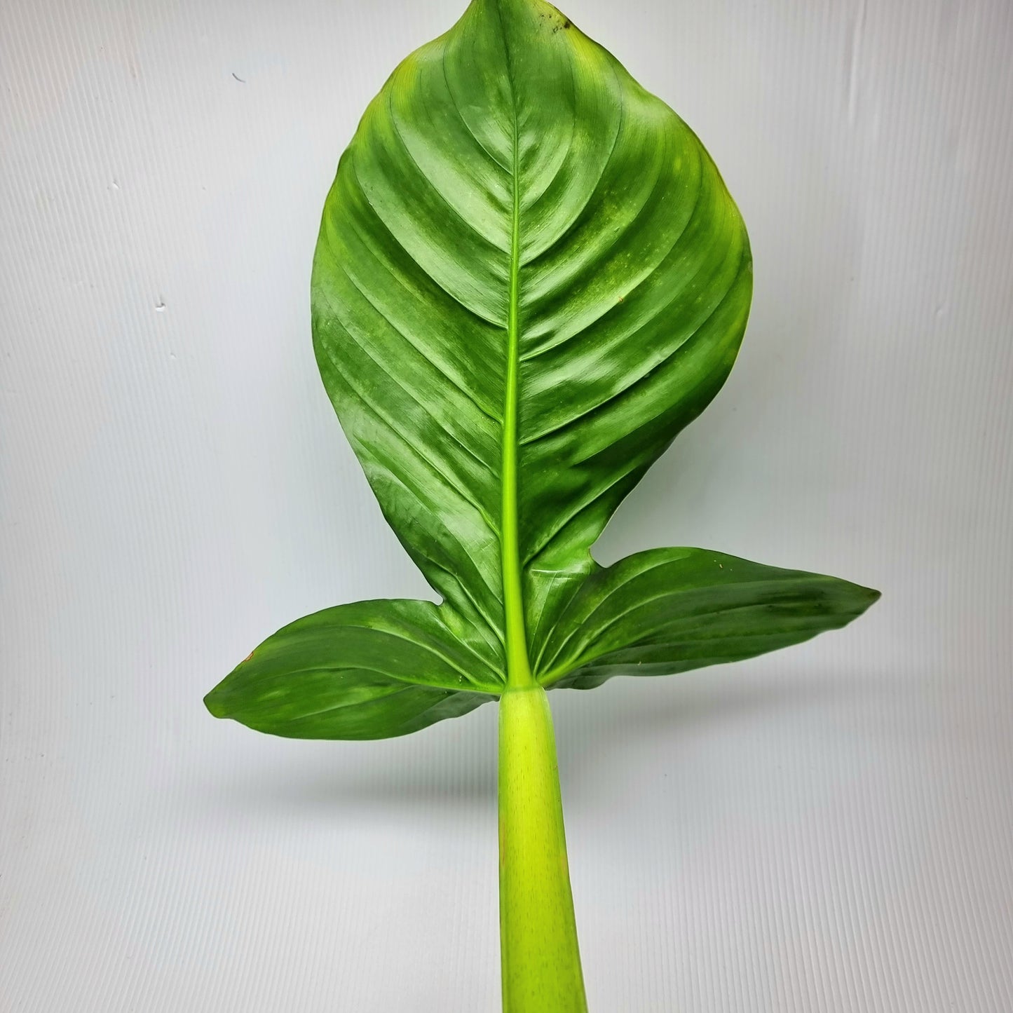 rare Philodendron applanatum for sale in Perth Australia