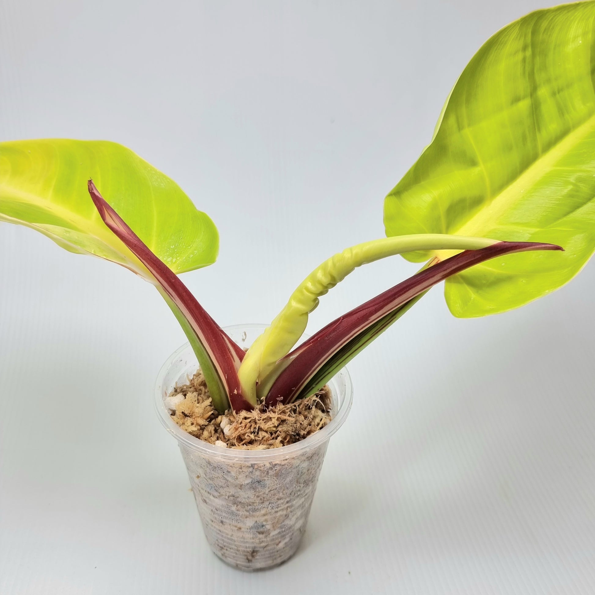 rare Philodendron Red Moon for sale in Perth Australia