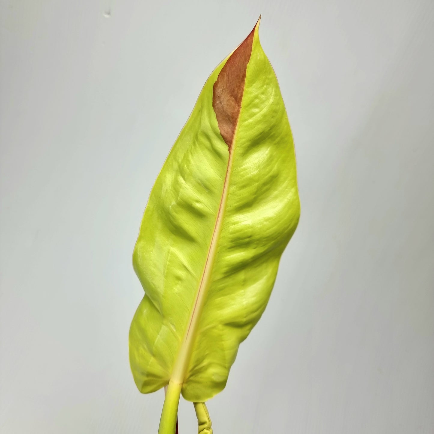 rare Philodendron Red Moon for sale in Perth Australia