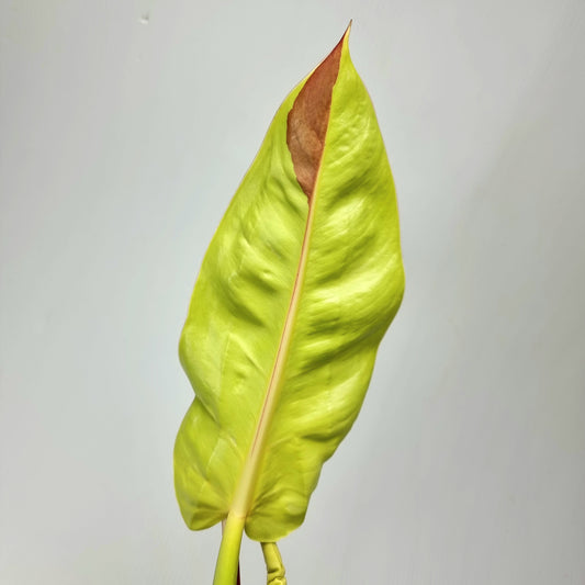 rare Philodendron Red Moon for sale in Perth Australia