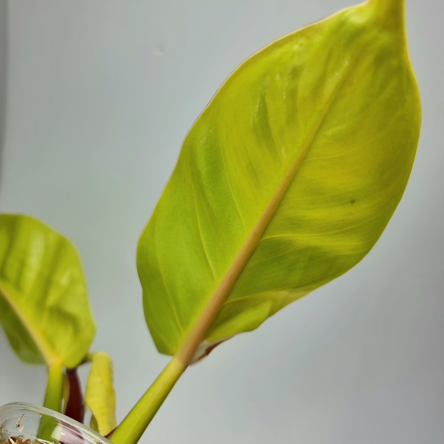 rare Philodendron Red Moon for sale in Perth Australia