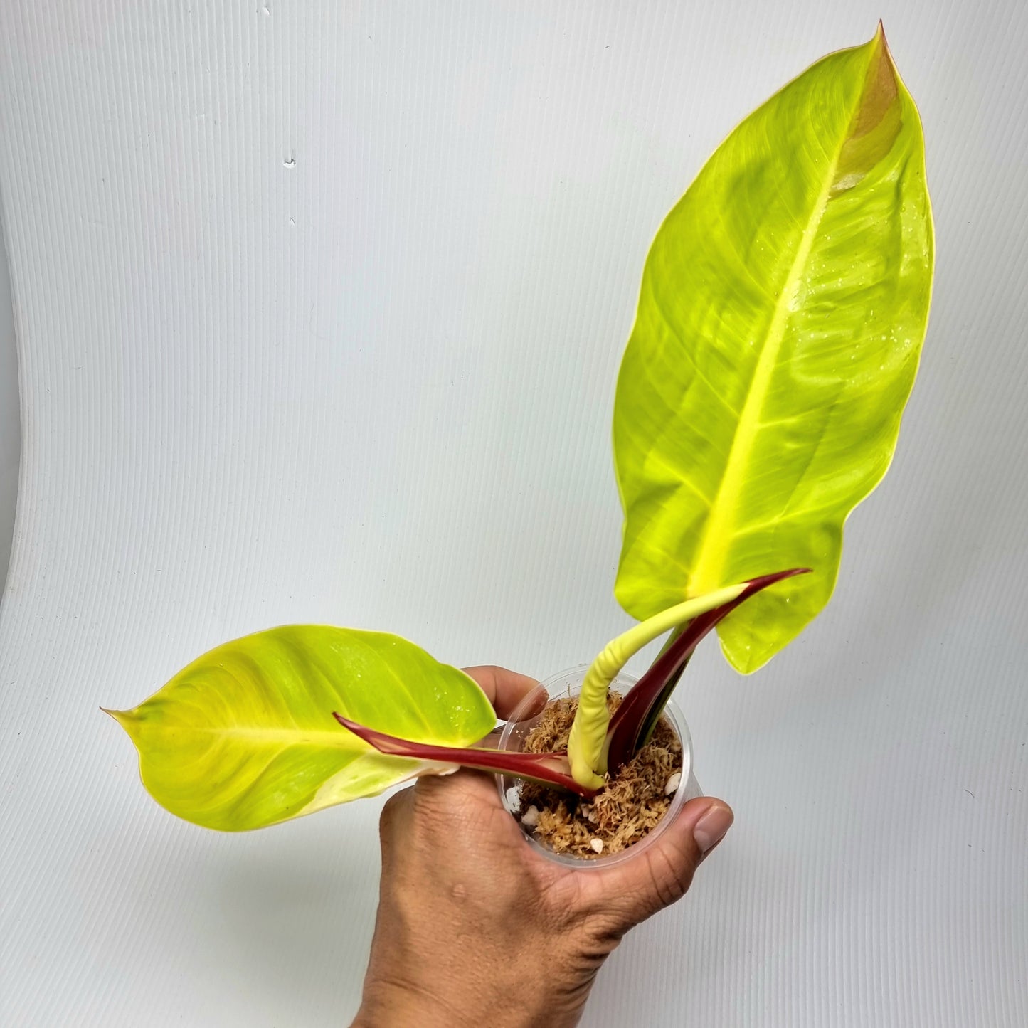 rare Philodendron Red Moon for sale in Perth Australia