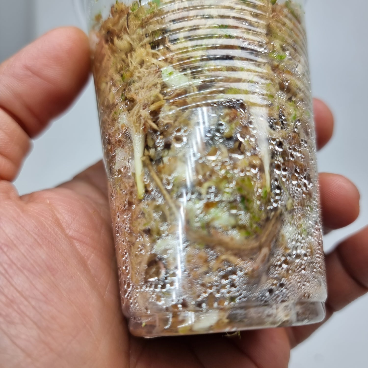 rare Monstera adansonii laniata Mint variegated for sale in Perth Australia