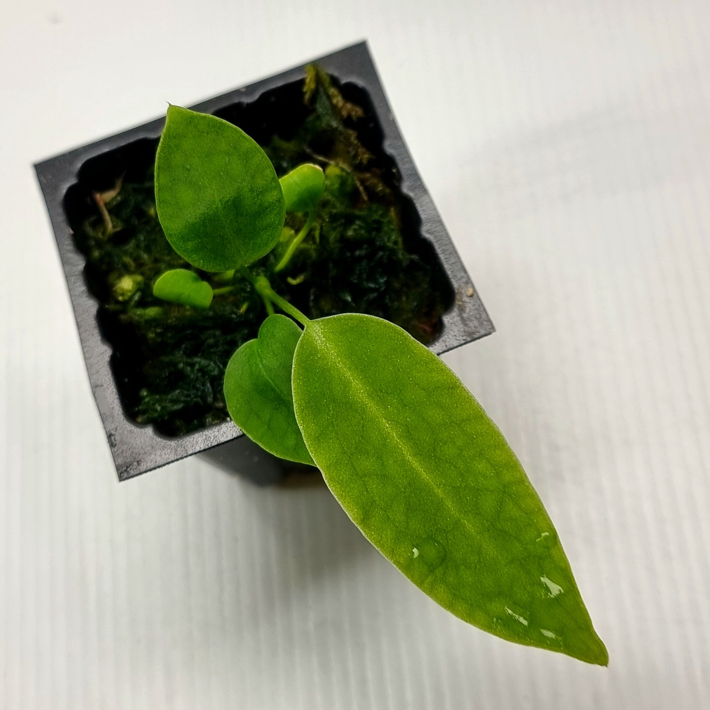 rare Anthurium warocqueanum for sale in Perth Australia