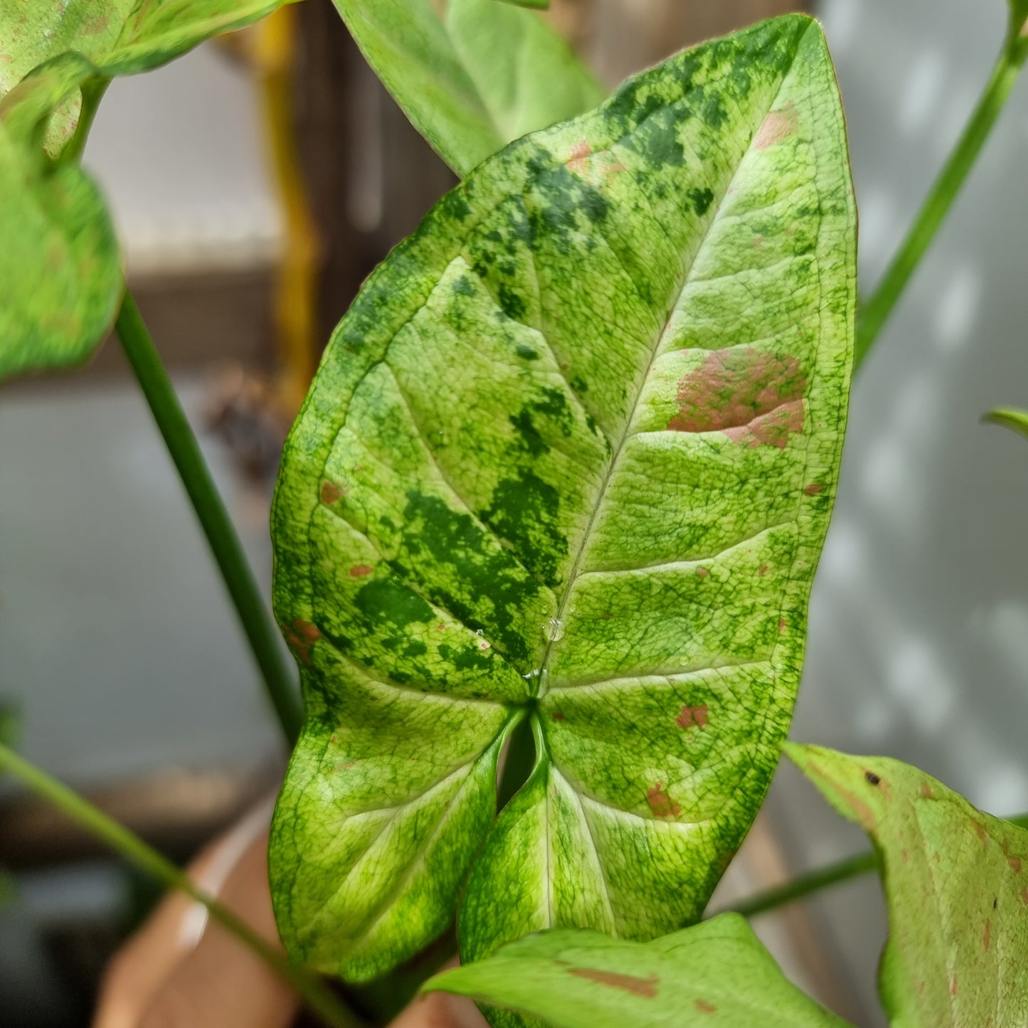 Syngonium Confetti Tricolour