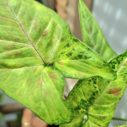 Syngonium Confetti Tricolour