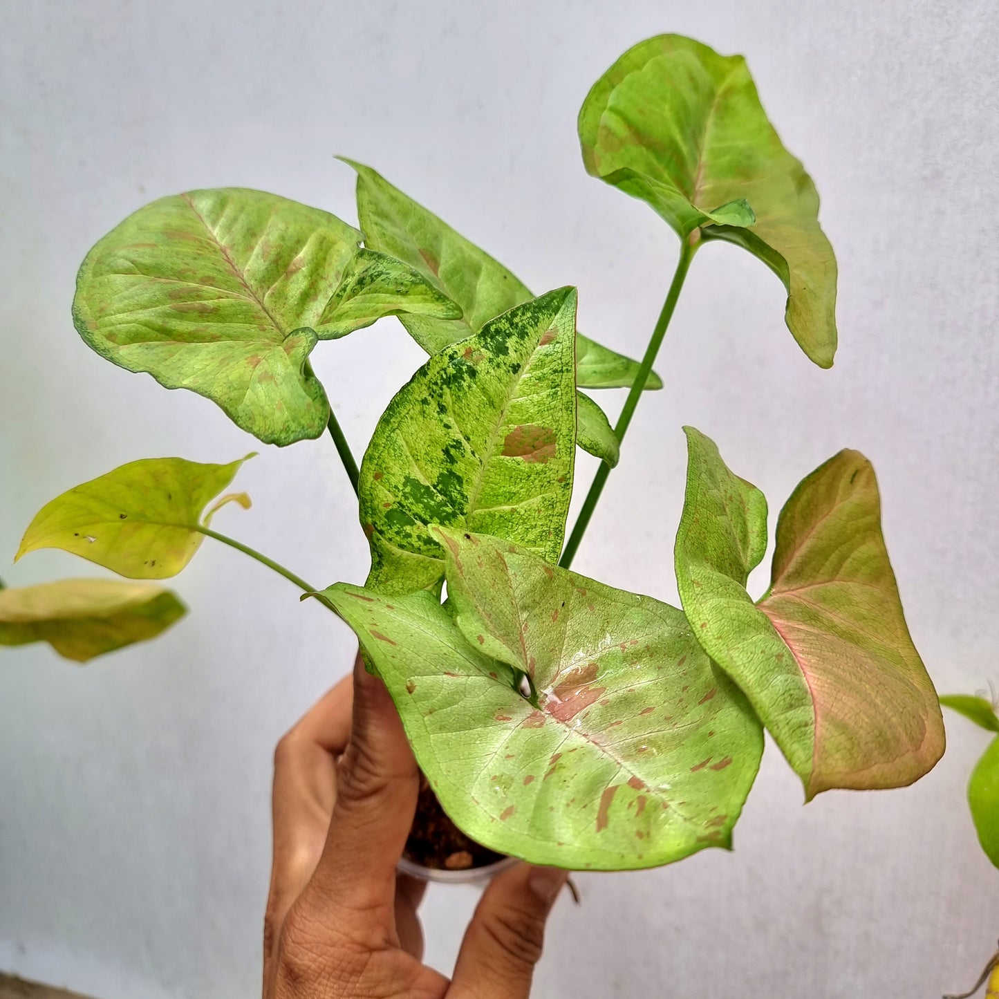 Syngonium Confetti Tricolour