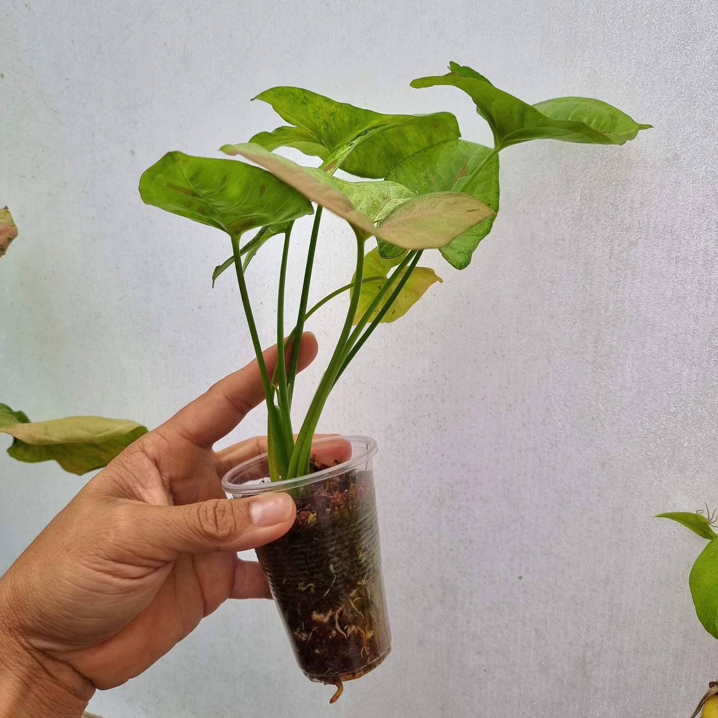 Syngonium Confetti Tricolour