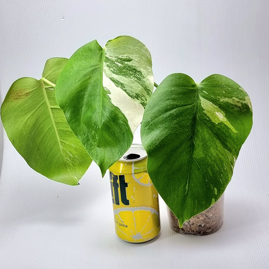 Monstera borsigiana albo variegata