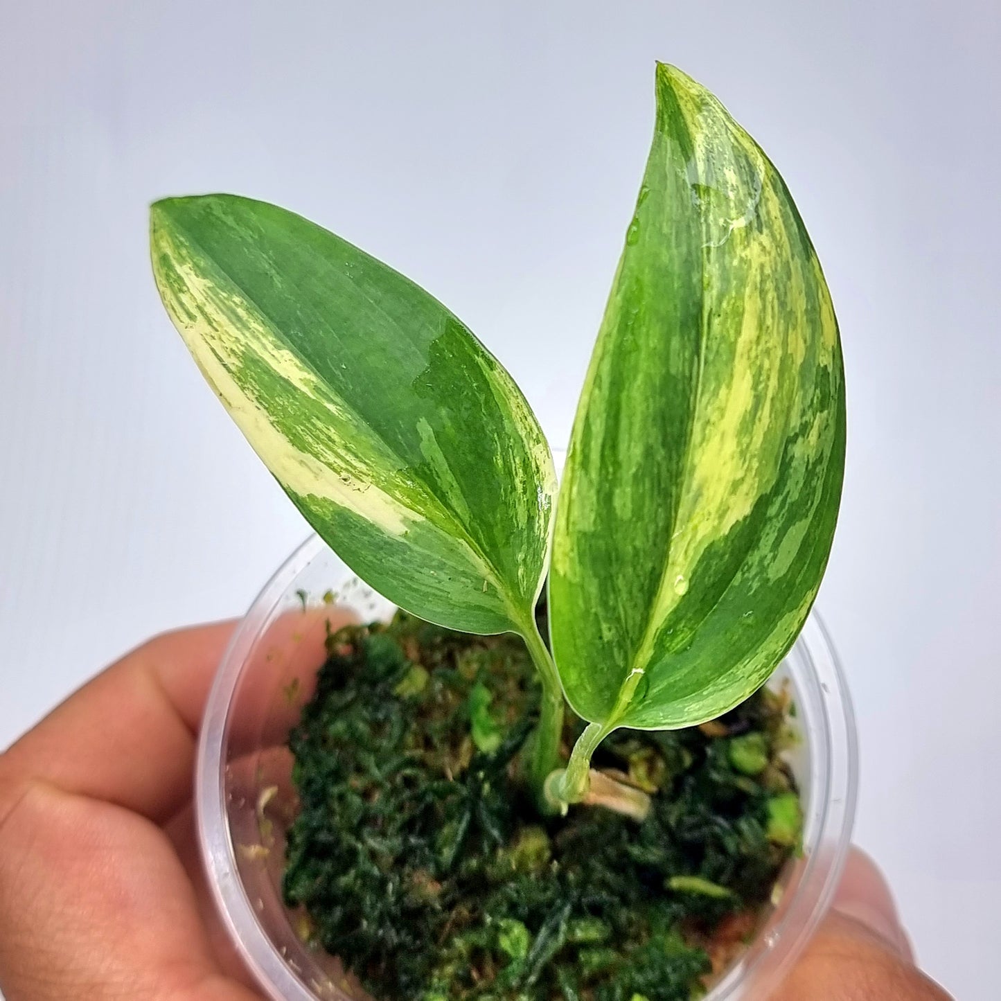 rare Scindapsus hederaceus Blue Aurea Variegated for sale in Perth Australia