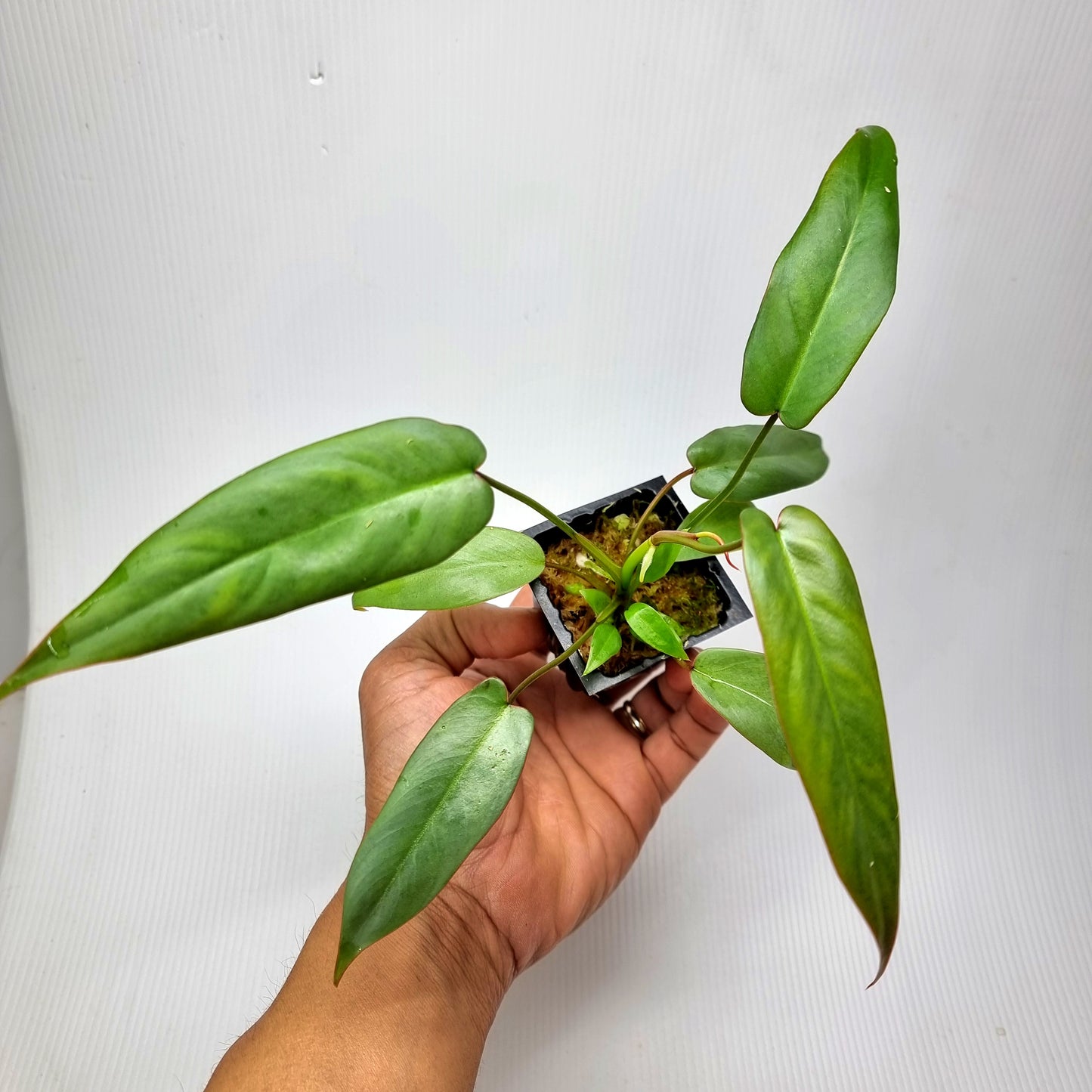 Philodendron atabapoense