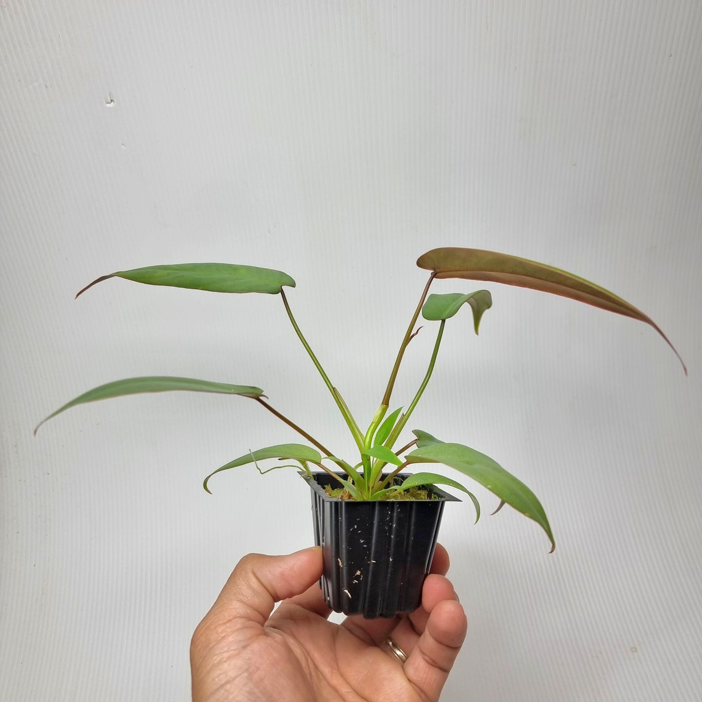 Philodendron atabapoense