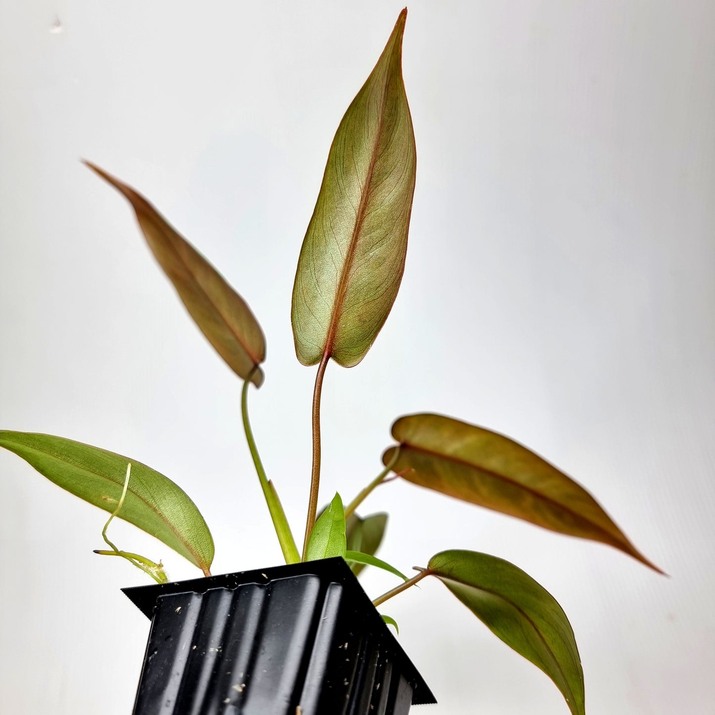 Philodendron atabapoense