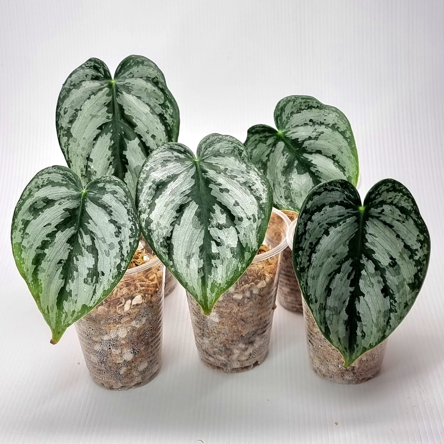 Philodendron brandtianum for sale in Perth Australia