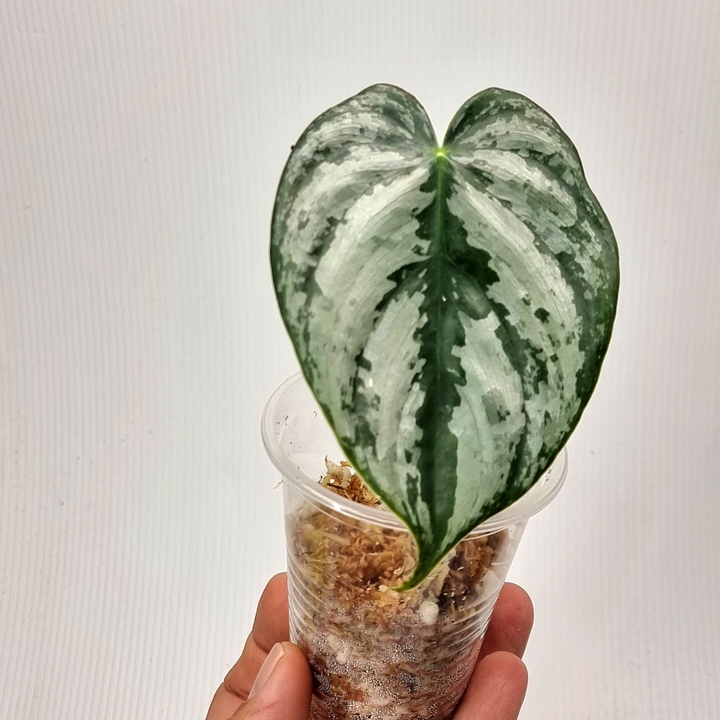 Philodendron brandtianum for sale in Perth Australia