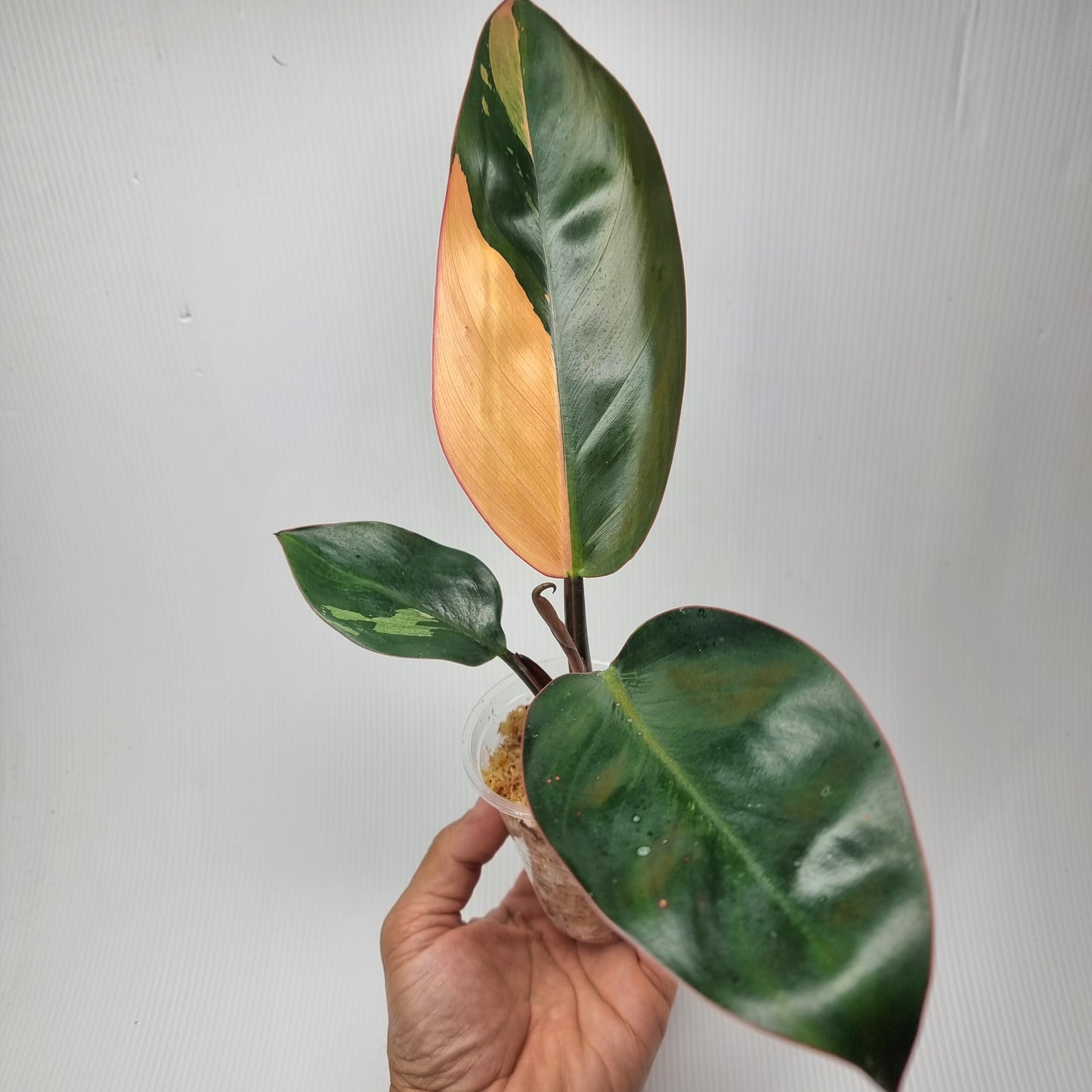 rare Philodendron Red congo variegated for sale in Perth Australia