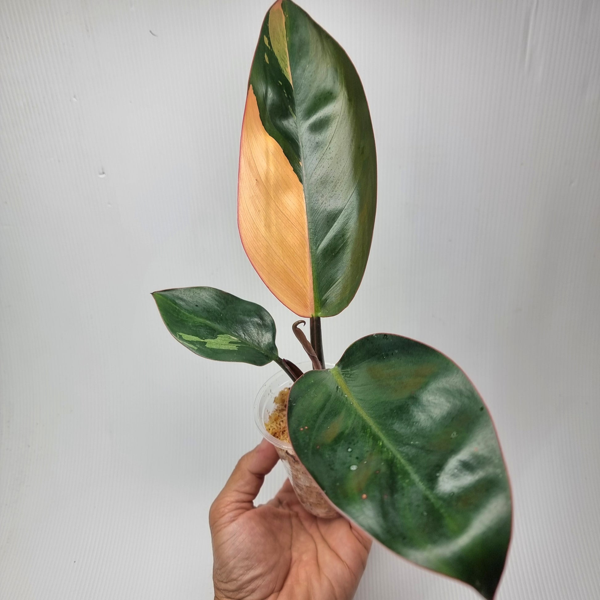 rare Philodendron Red congo variegated for sale in Perth Australia