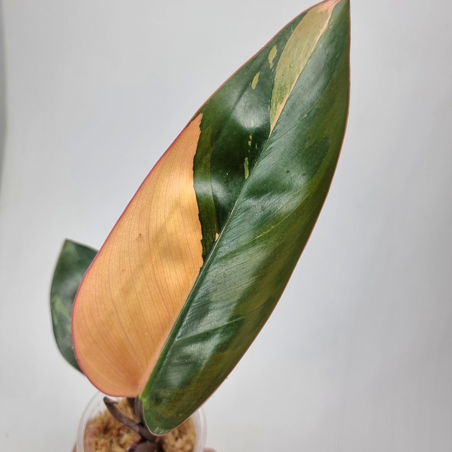 rare Philodendron Red congo variegated for sale in Perth Australia
