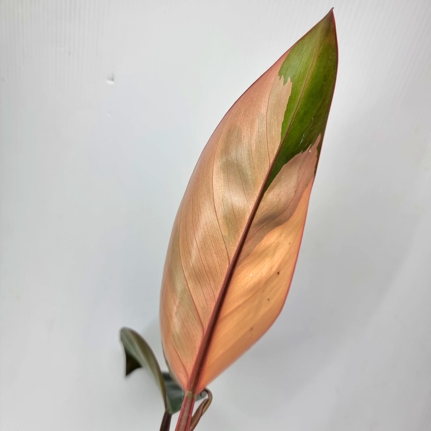 rare Philodendron Red congo variegated for sale in Perth Australia
