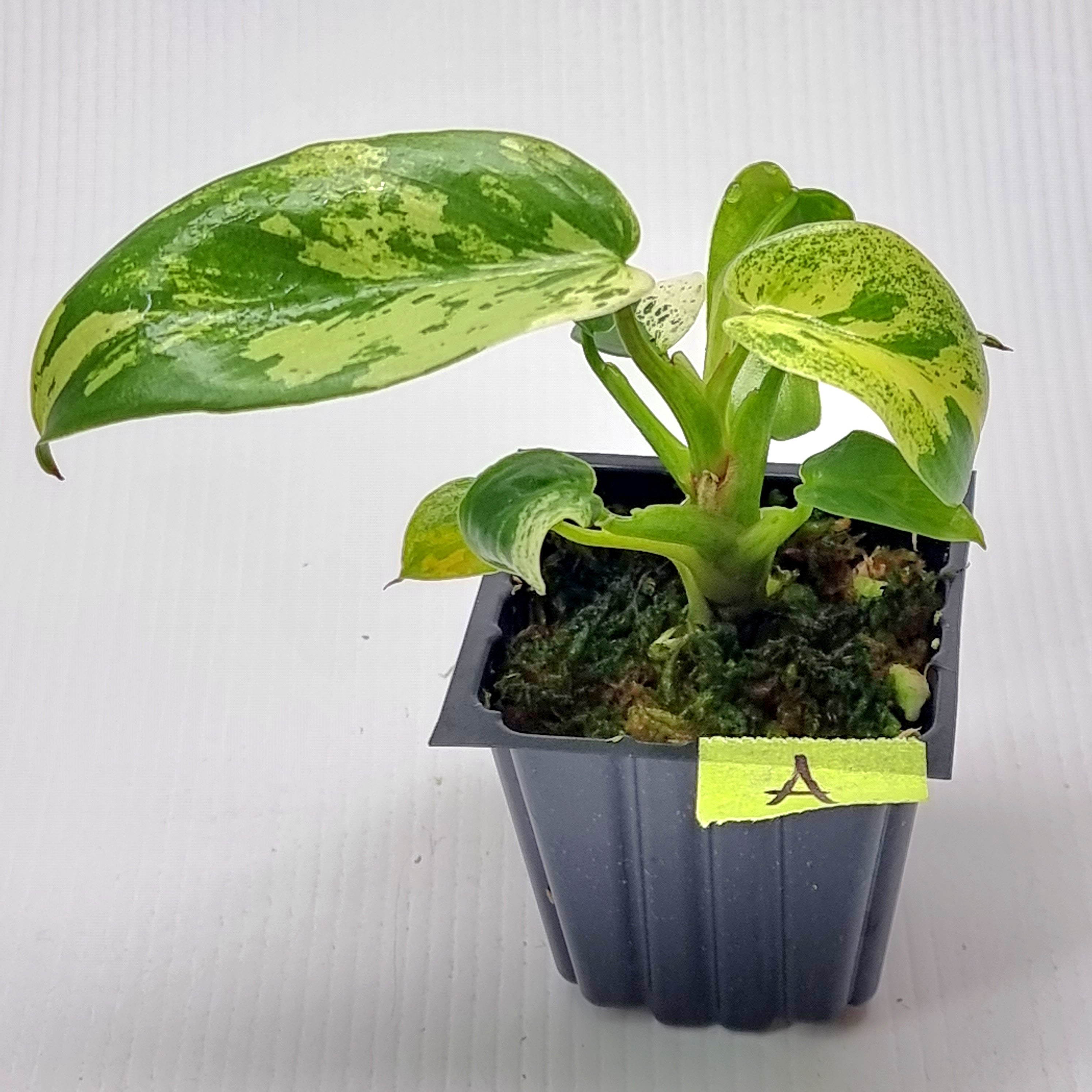 Philodendron ilsemanii ☆フィロデンドロン・イルセマニー☆ 【公式通販】