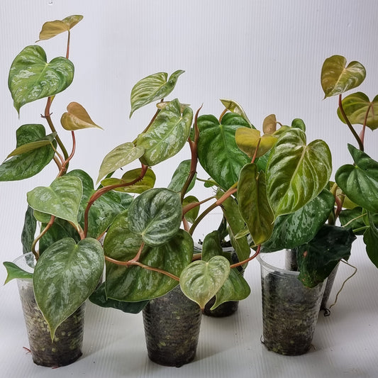 rare Philodendron brandtianum affinis for sale in Perth Australia