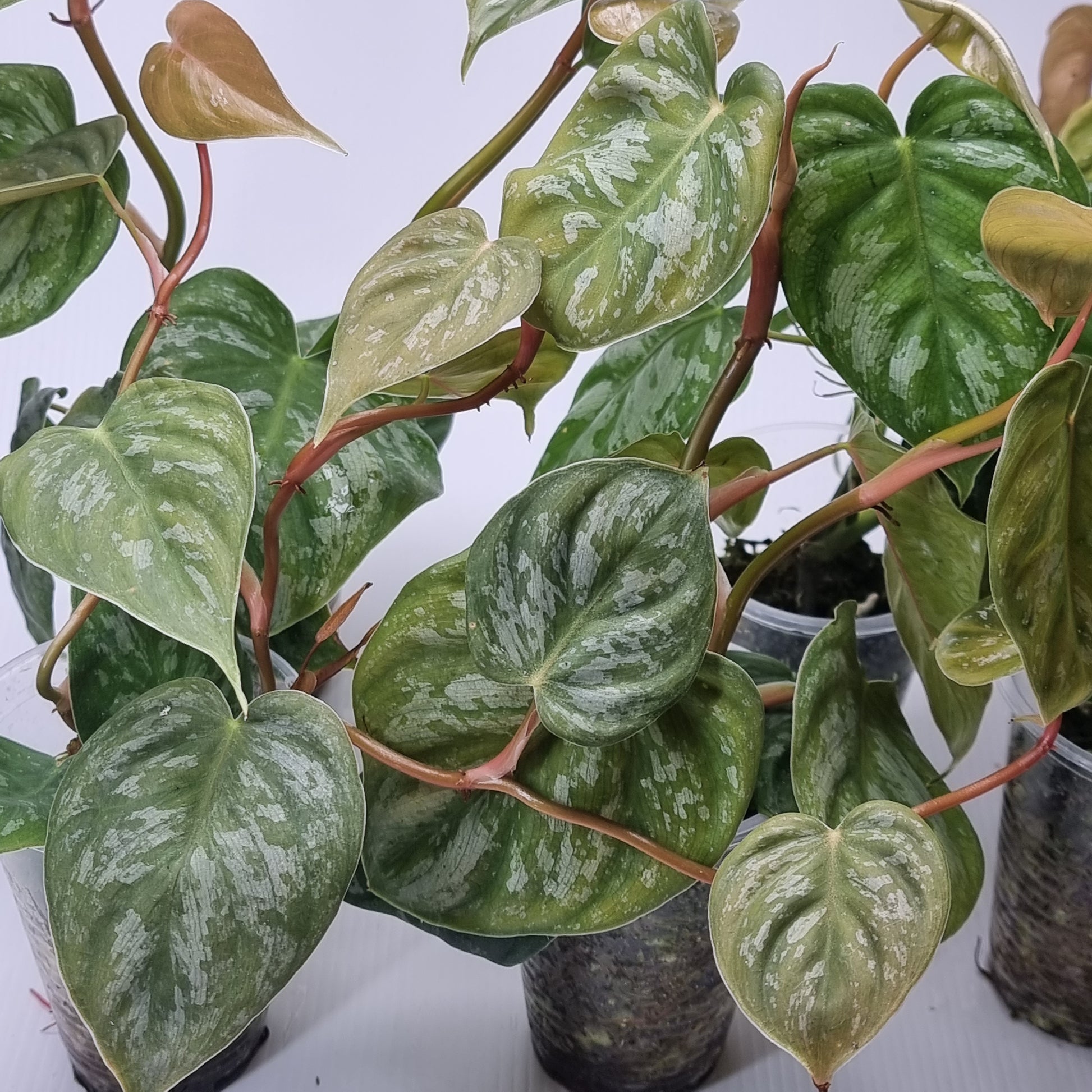 rare Philodendron brandtianum affinis for sale in Perth Australia