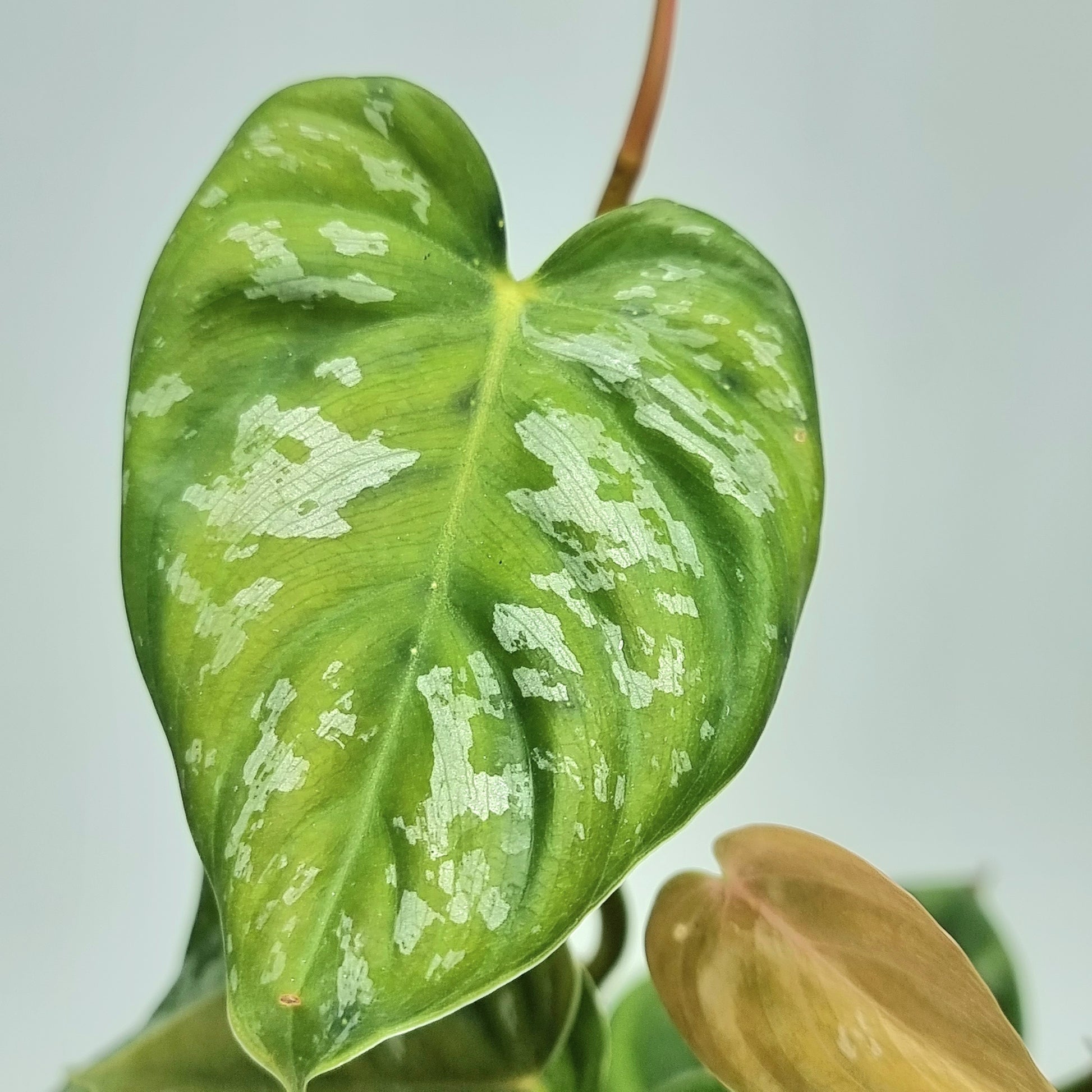 rare Philodendron brandtianum affinis for sale in Perth Australia