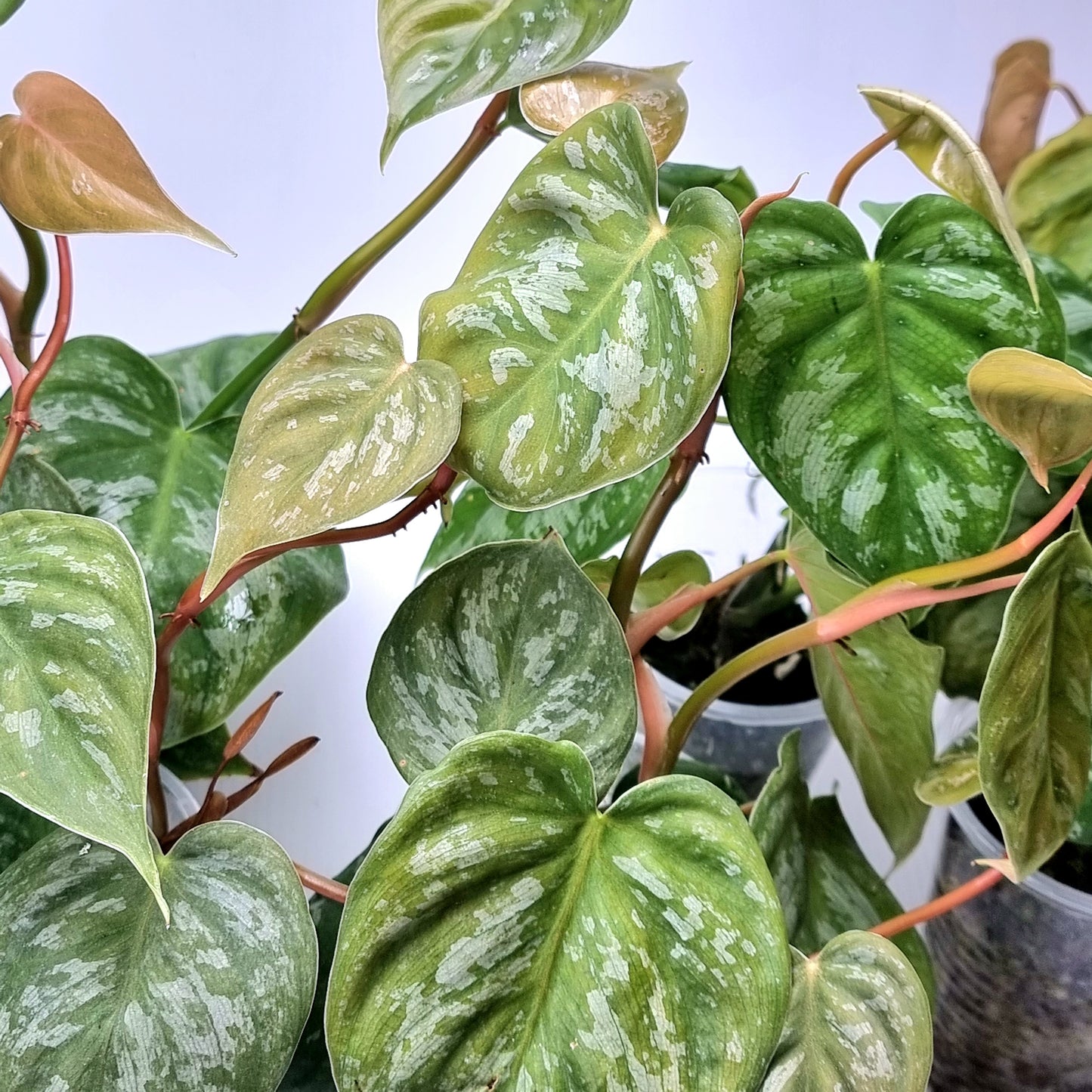 rare Philodendron brandtianum affinis for sale in Perth Australia