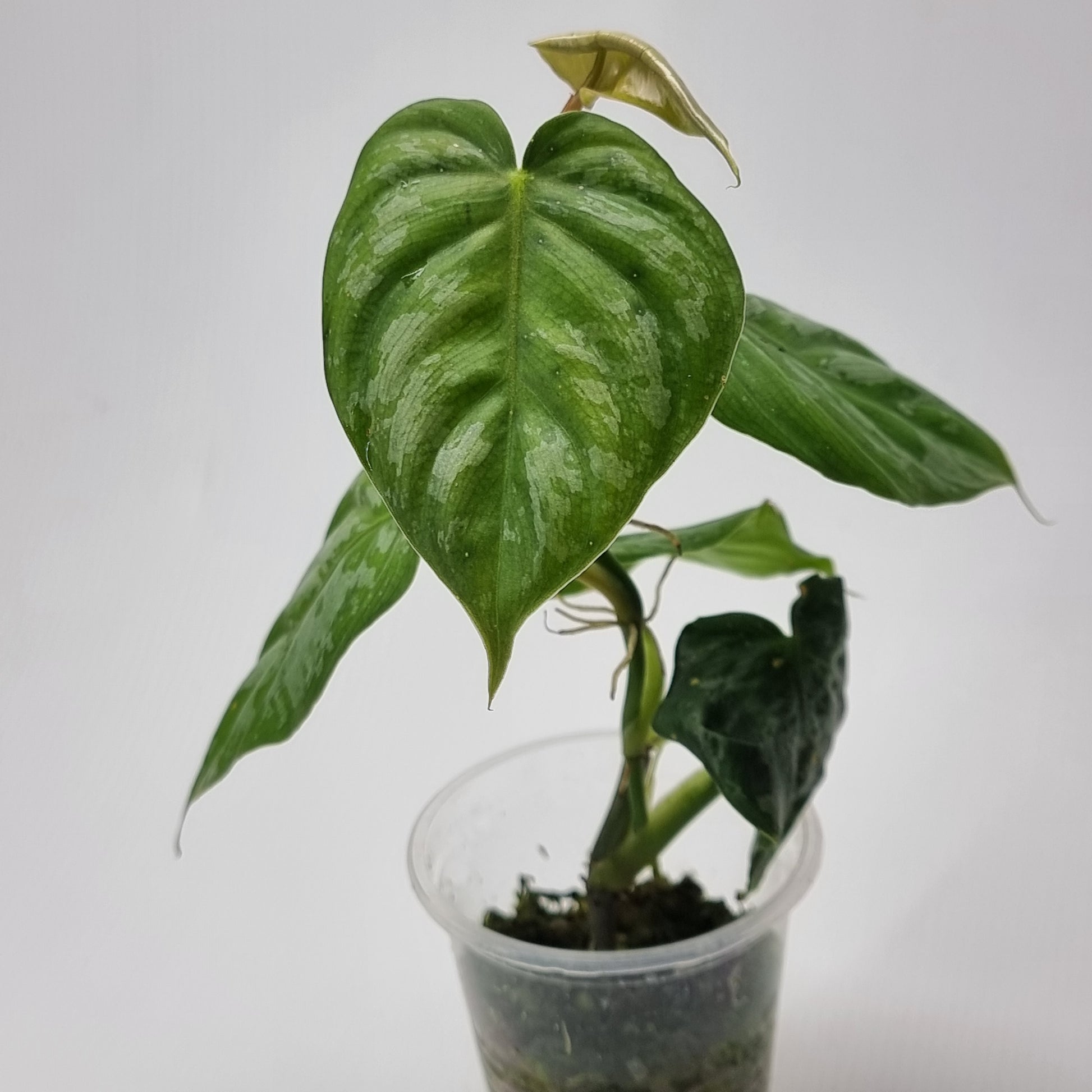 rare Philodendron brandtianum affinis for sale in Perth Australia