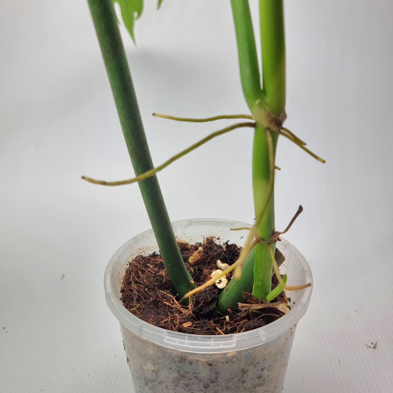 Philodendron elegans for sale in Perth Australia